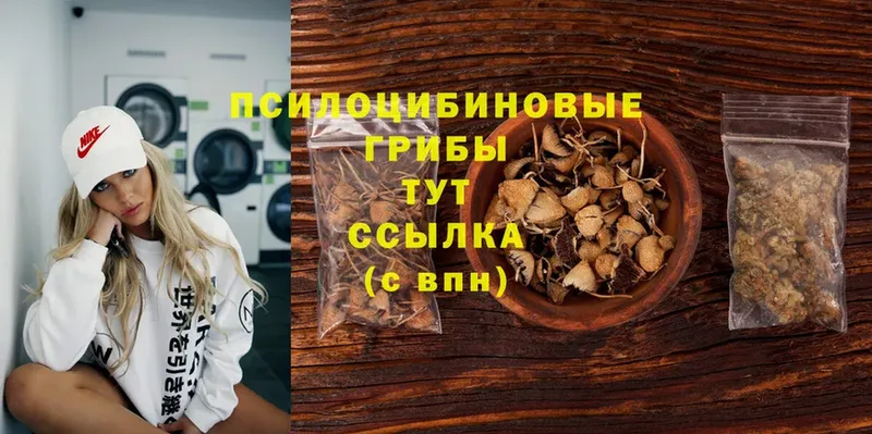 MEGA   Малая Вишера  Псилоцибиновые грибы GOLDEN TEACHER 